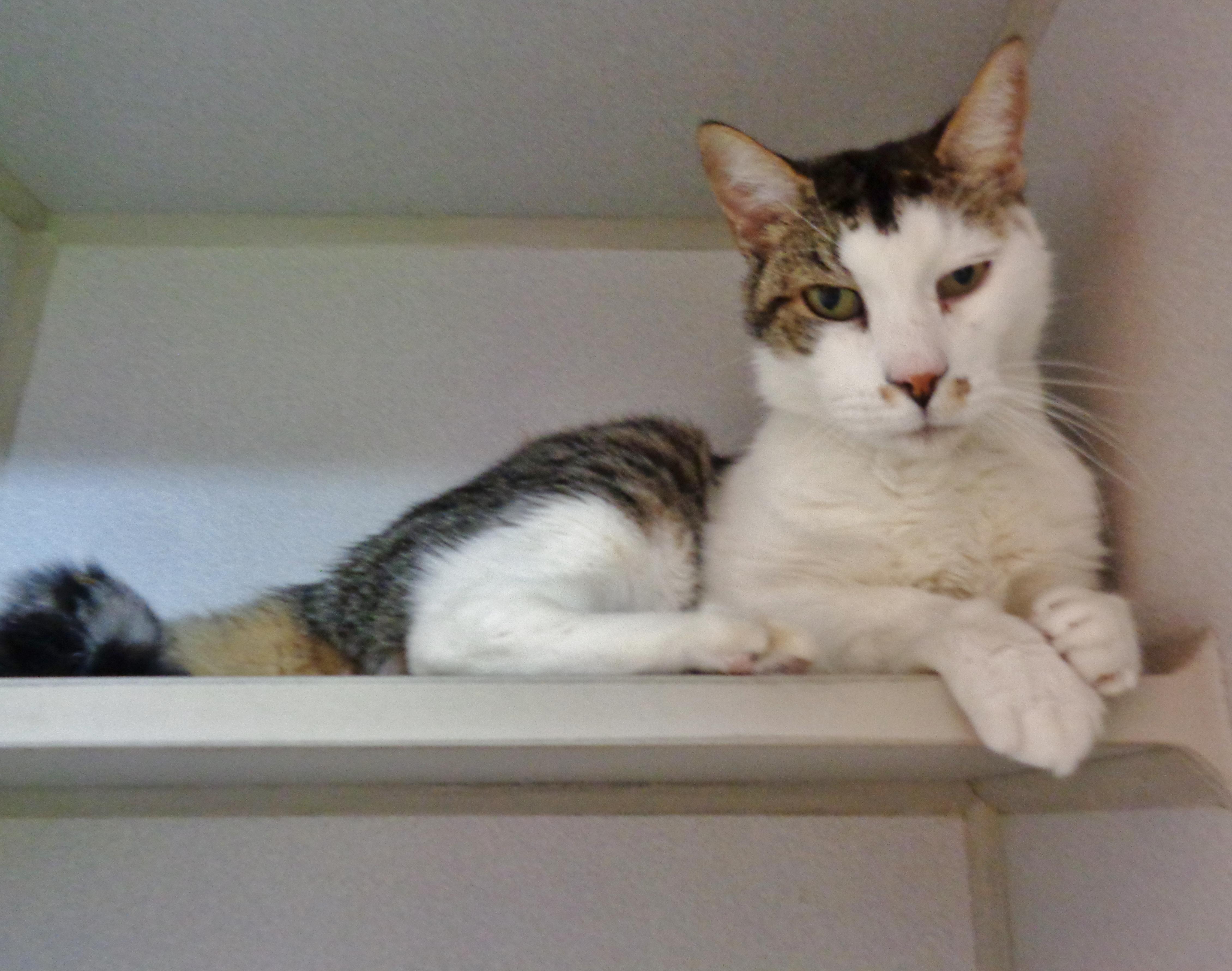 DUMP TRUCK, an adopted Tiger in Delhi, NY image 3/5
