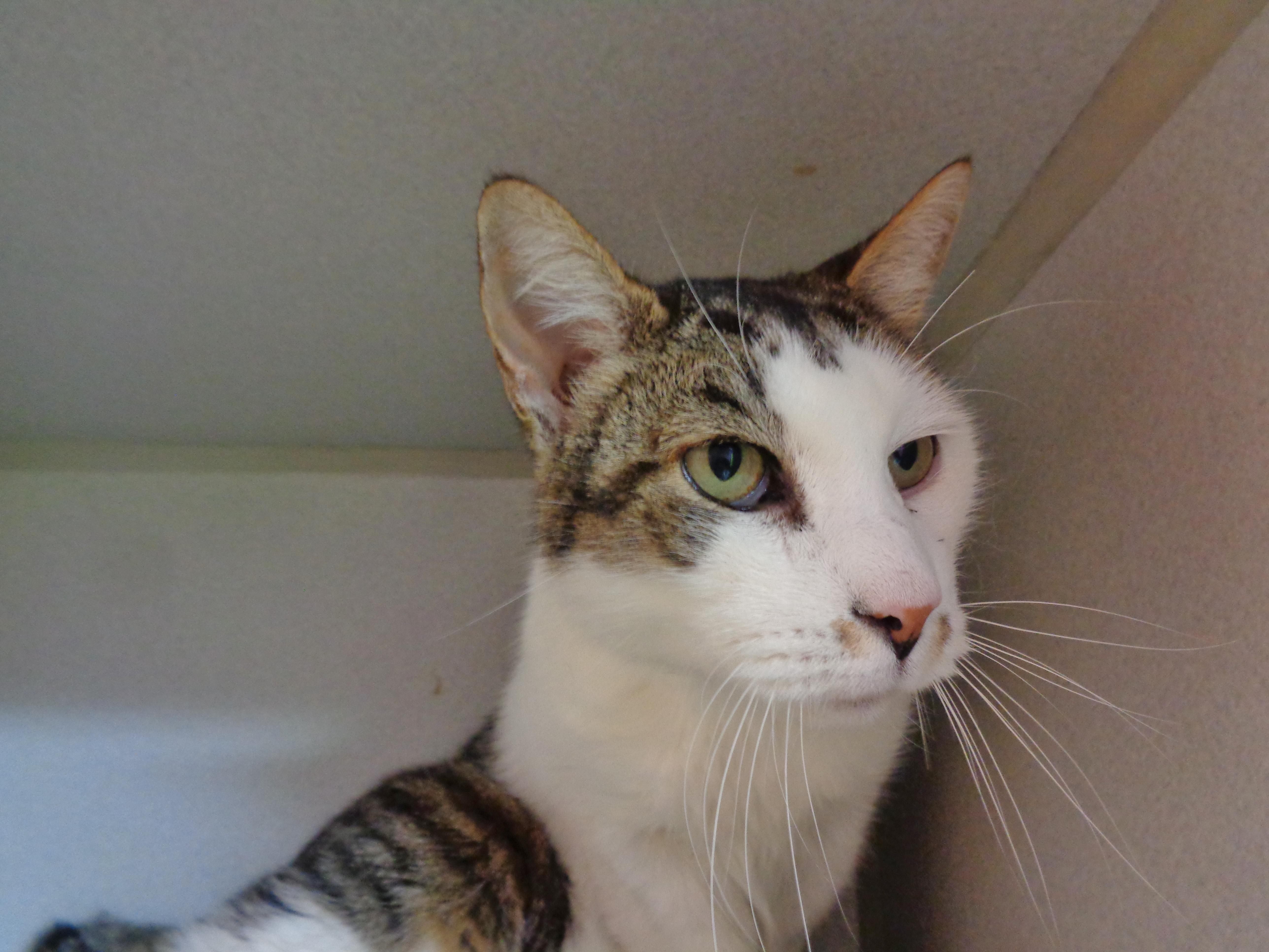 DUMP TRUCK, an adopted Tiger in Delhi, NY image 4/5