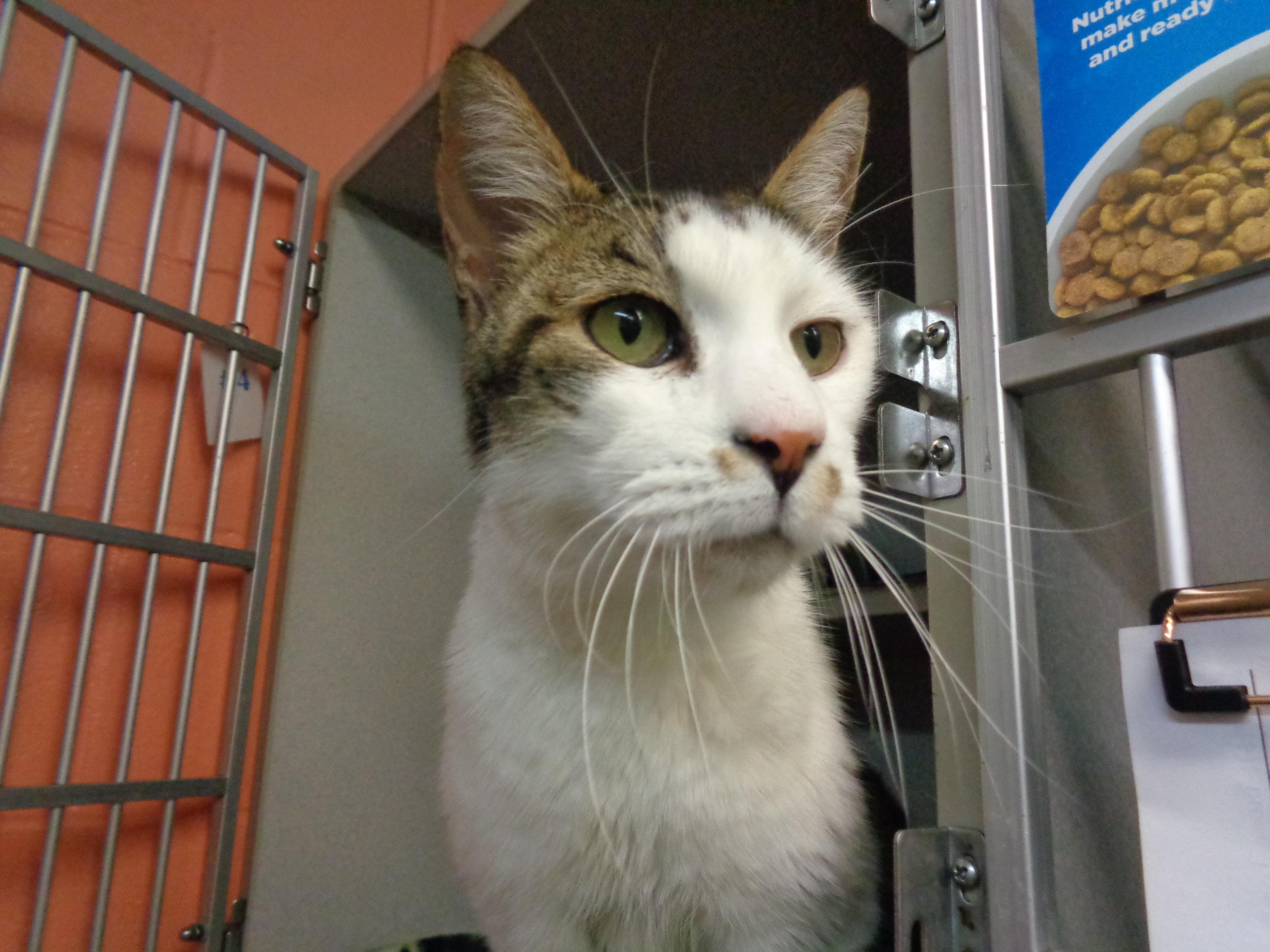 DUMP TRUCK, adopted, Adult Male Tiger.