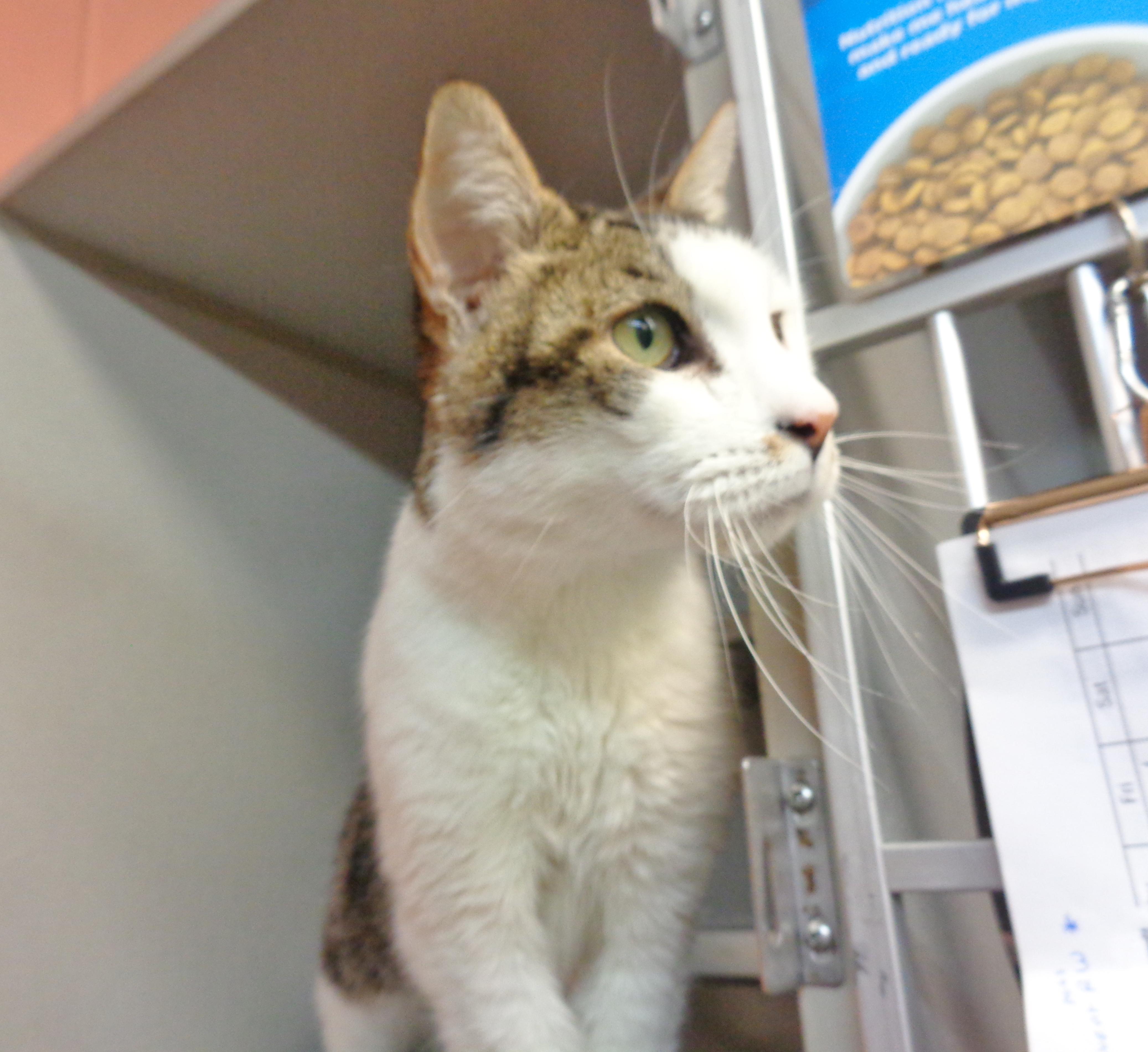 DUMP TRUCK, an adopted Tiger in Delhi, NY image 5/5