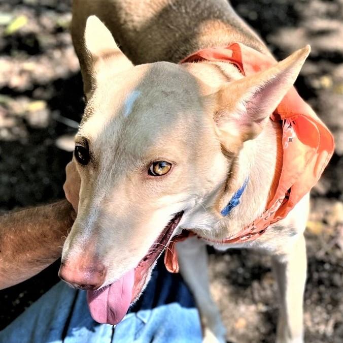 Johnny, ADOPTABLE, Adult Male Husky & Mixed Breed.