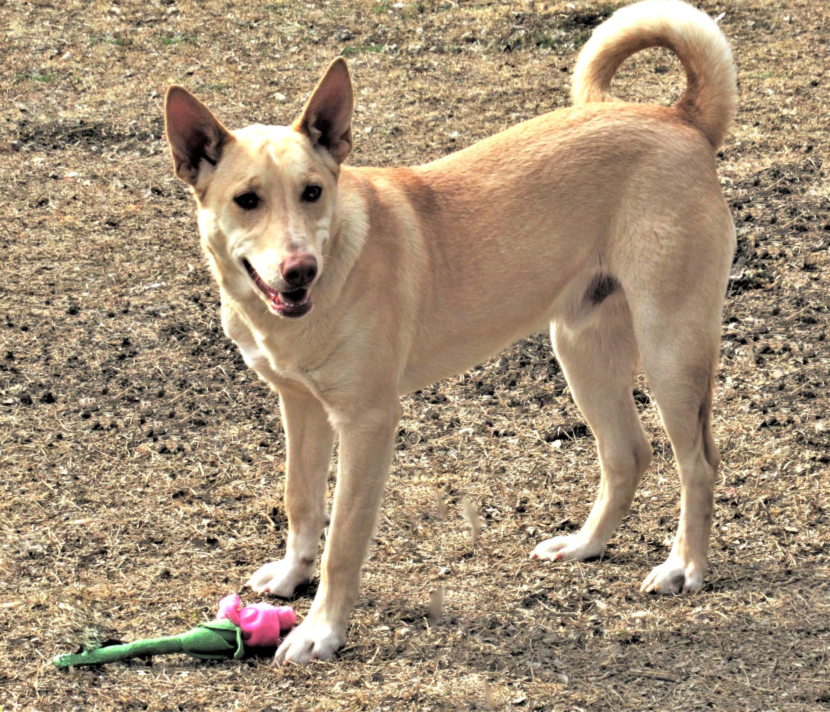 Johnny, a ADOPTABLE mixed breed in Godley, TX image 3/6