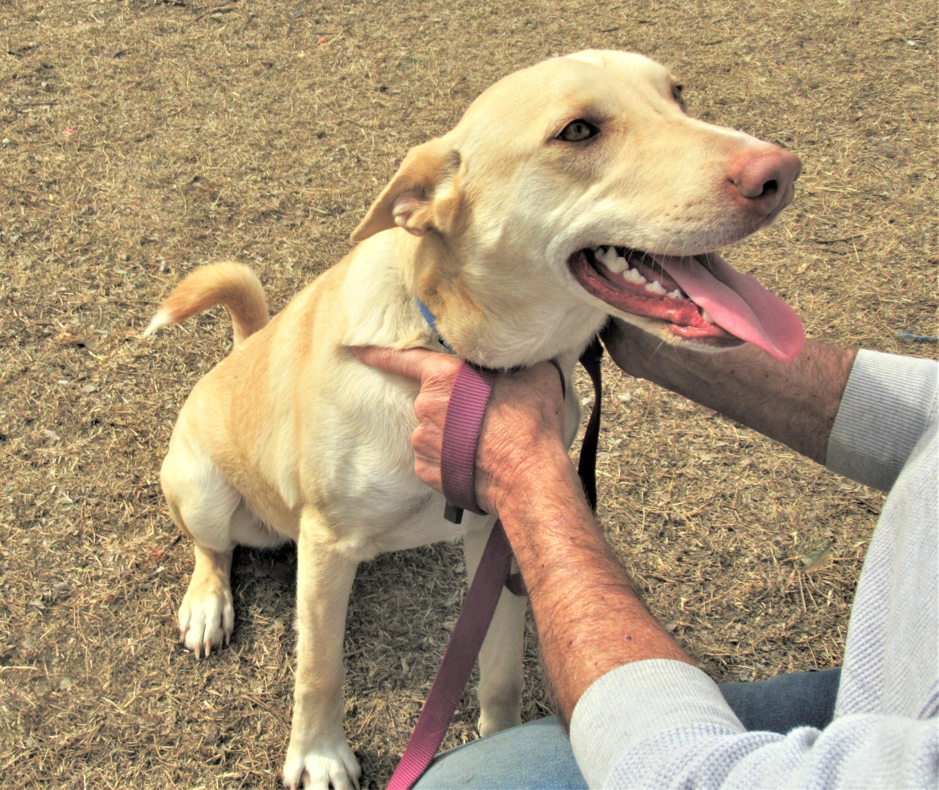 Johnny, a ADOPTABLE mixed breed in Godley, TX image 5/6