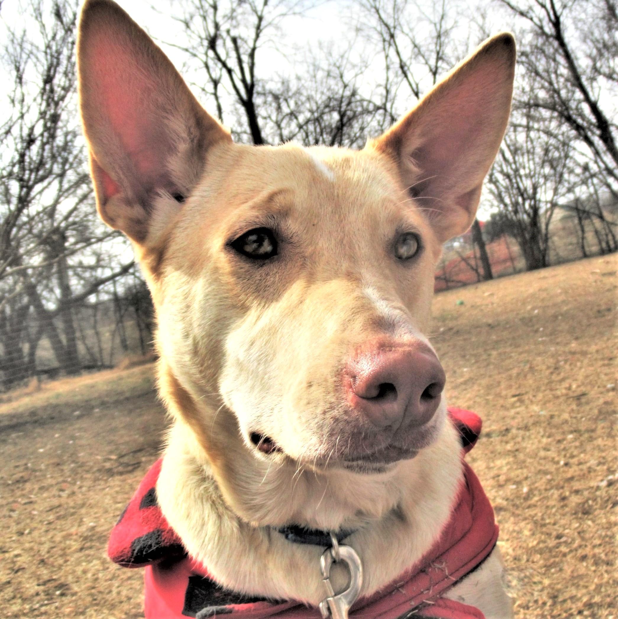 Johnny, a ADOPTABLE mixed breed in Godley, TX image 2/6