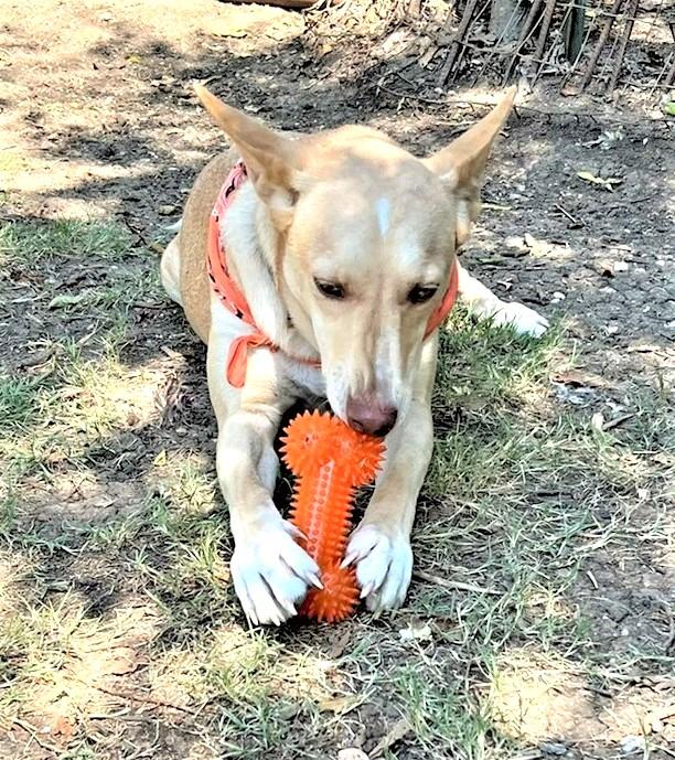 Johnny, a ADOPTABLE mixed breed in Godley, TX image 4/6
