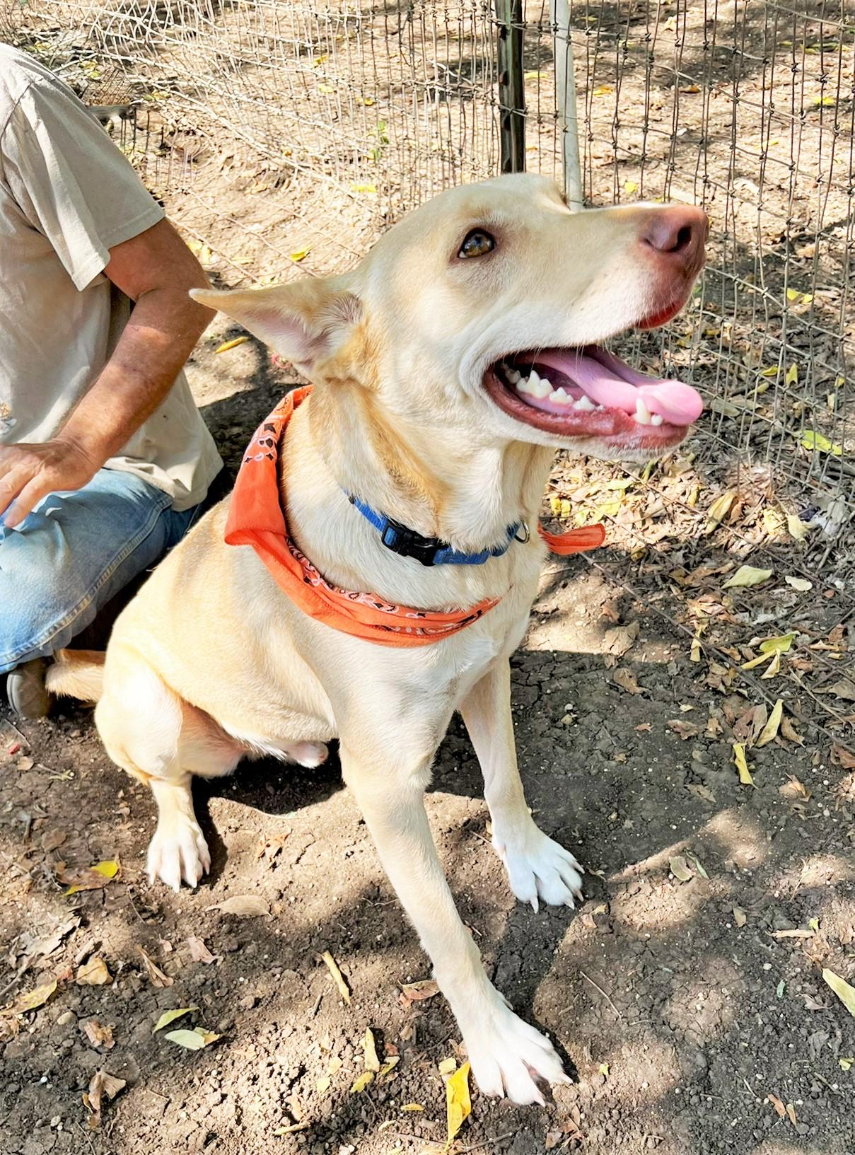 Johnny, a ADOPTABLE mixed breed in Godley, TX image 6/6