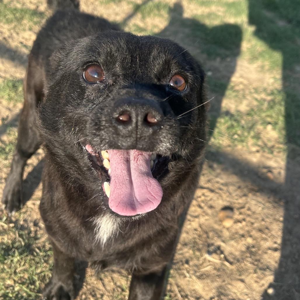 Carter 23, a Adoptable mixed breed in West Point, MS image 1/5