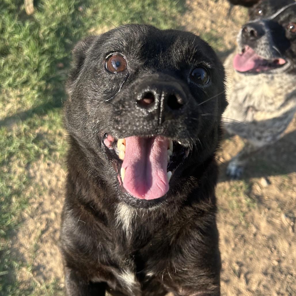 Carter 23, a Adoptable mixed breed in West Point, MS image 2/5