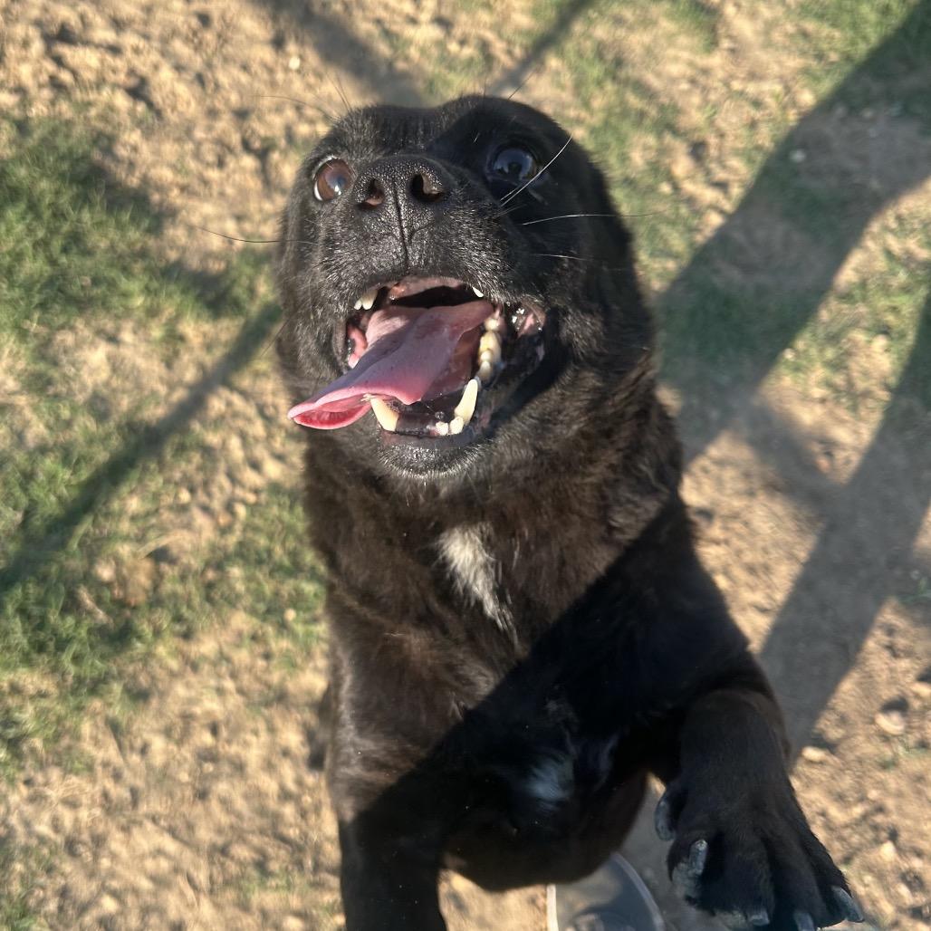 Carter 23, a Adoptable mixed breed in West Point, MS image 3/5