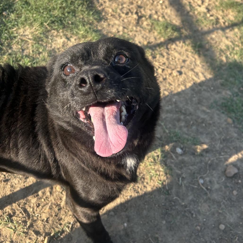 Carter 23, a Adoptable mixed breed in West Point, MS image 4/5