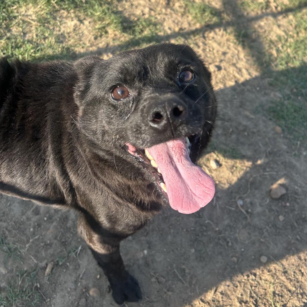 Carter 23, a Adoptable mixed breed in West Point, MS image 5/5
