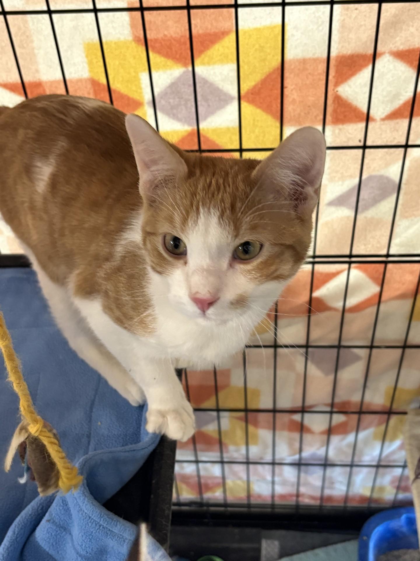 Enlarge Leo, an adopted Domestic Short Hair in Black River Falls, WI image 1/1