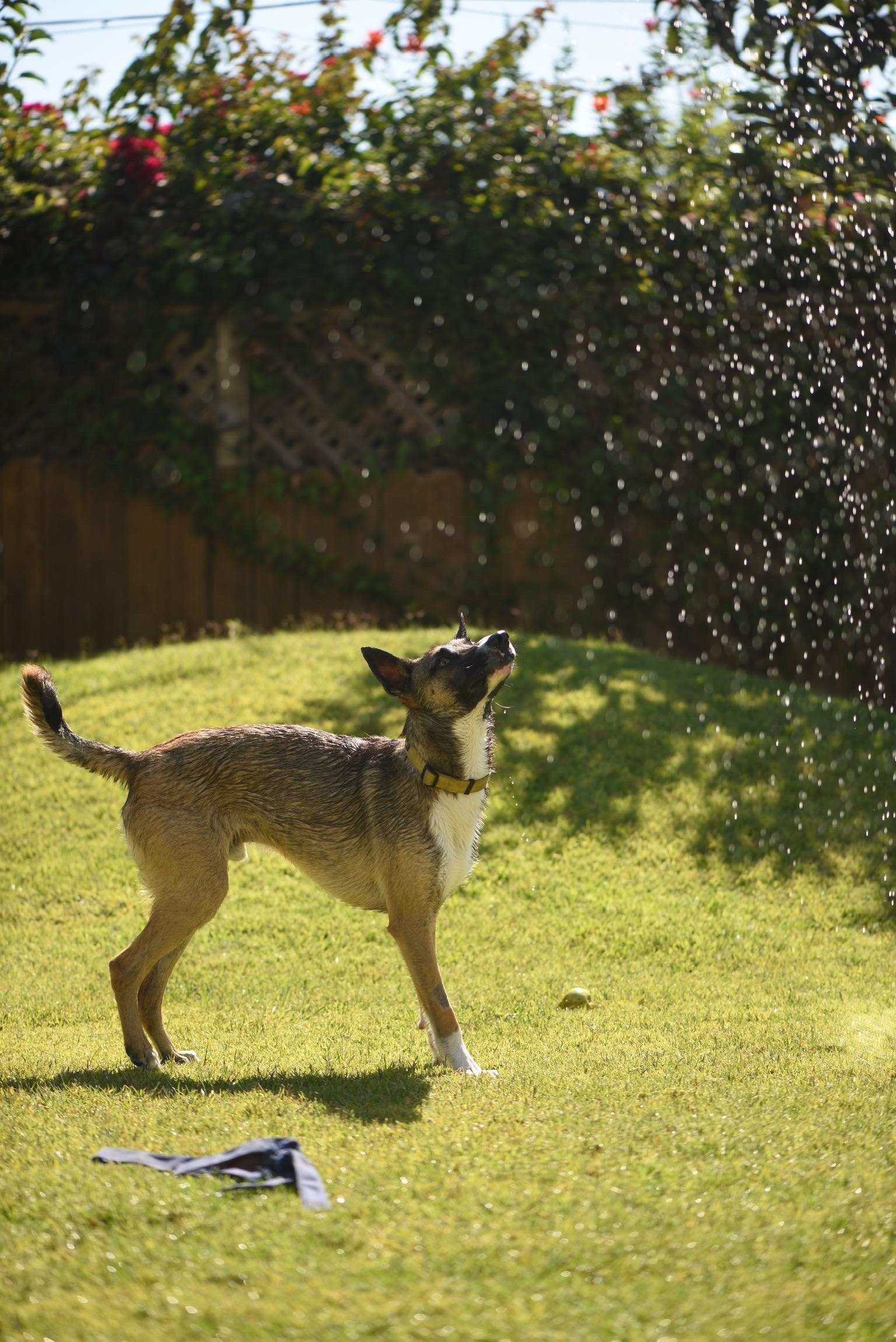 Enlarge Luke, a Adoptable mixed breed in Weston, MA image 5/5