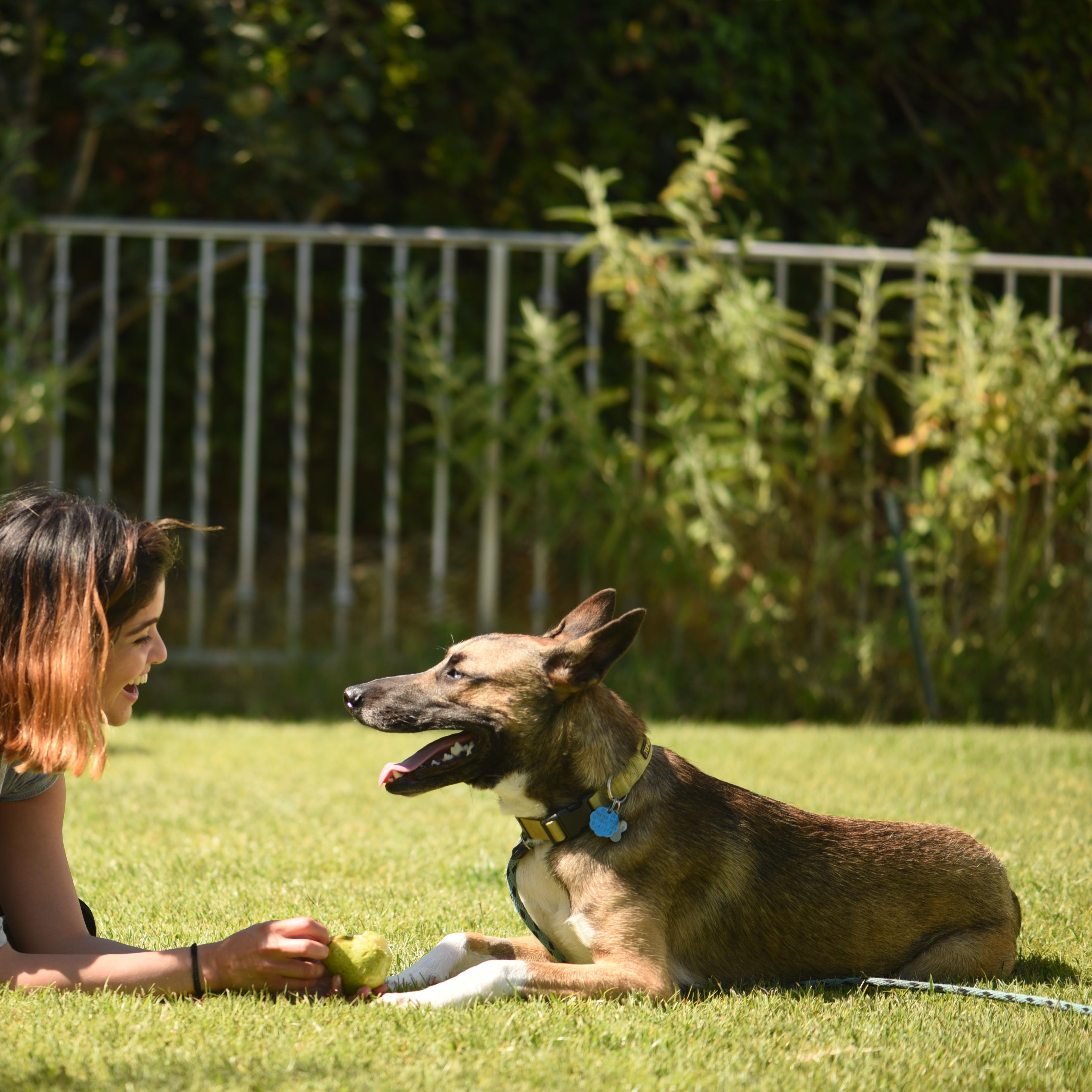 Enlarge Luke, a Adoptable mixed breed in Weston, MA image 3/5