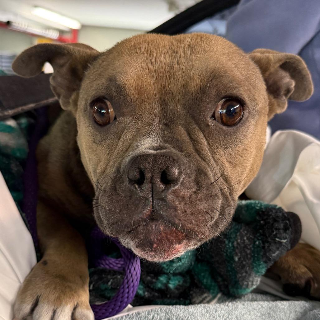 Junee, Adoptable, Adult Female American Bully.