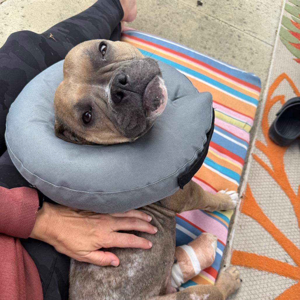Junee, a Adoptable American Bully in Los Angeles, CA image 2/6
