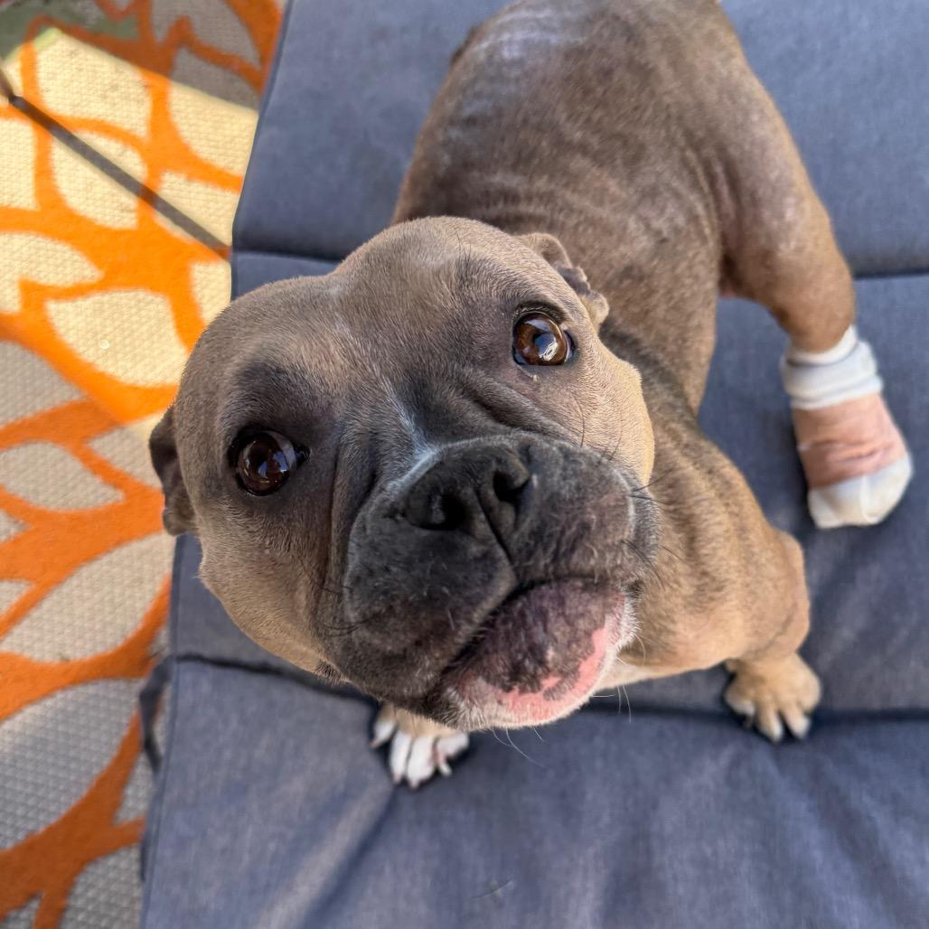 Junee, a Adoptable American Bully in Los Angeles, CA image 3/6