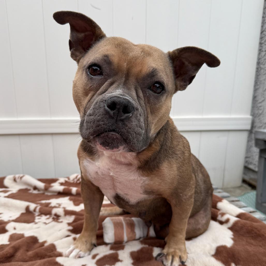Junee, a Adoptable American Bully in Los Angeles, CA image 5/6