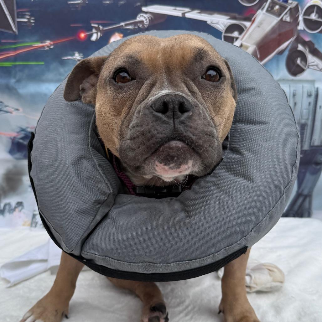 Junee, a Adoptable American Bully in Los Angeles, CA image 6/6