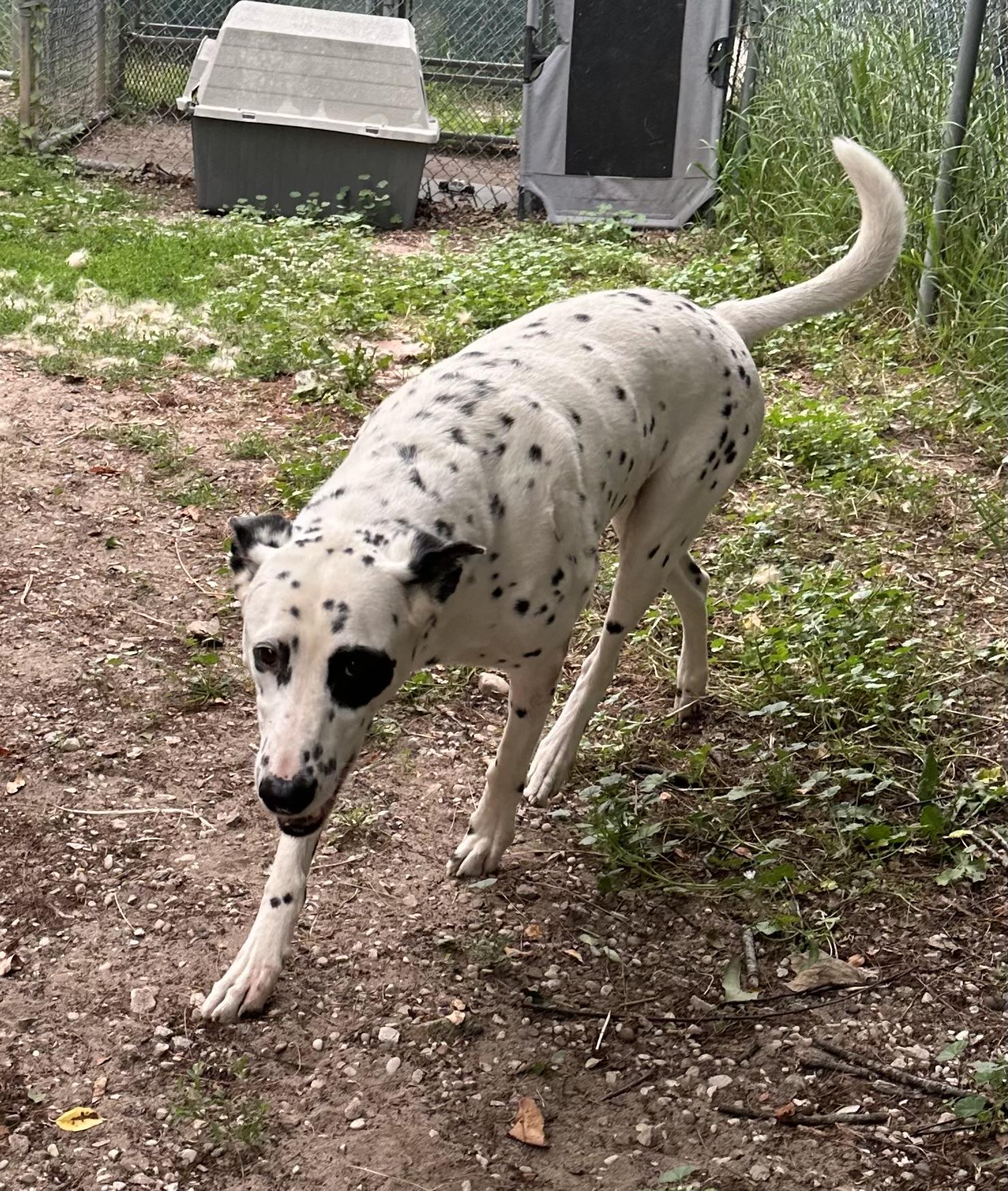 Enlarge Abraxsas, a ADOPTABLE mixed breed in Kalkaska, MI image 3/3