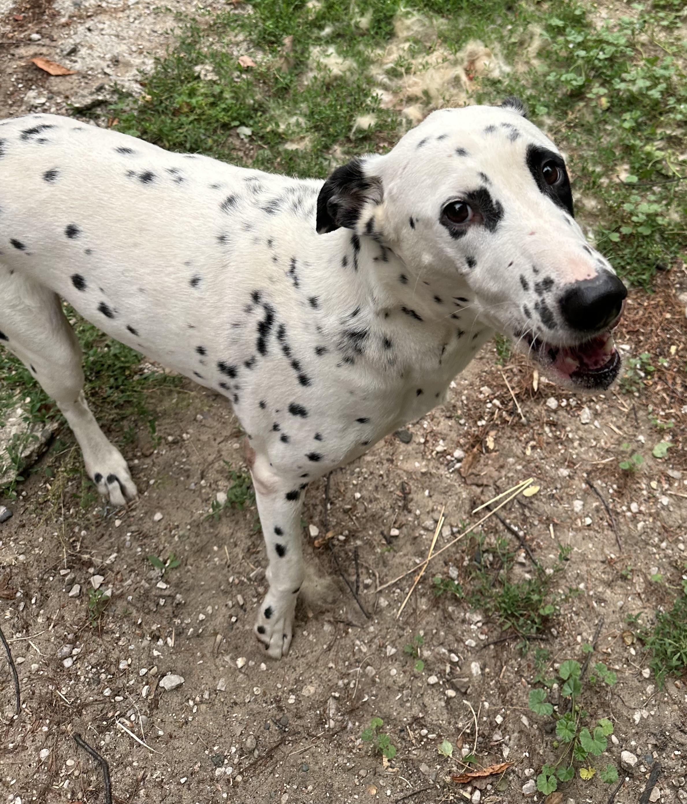 Abraxsas, ADOPTABLE, Adult Male Dalmatian.