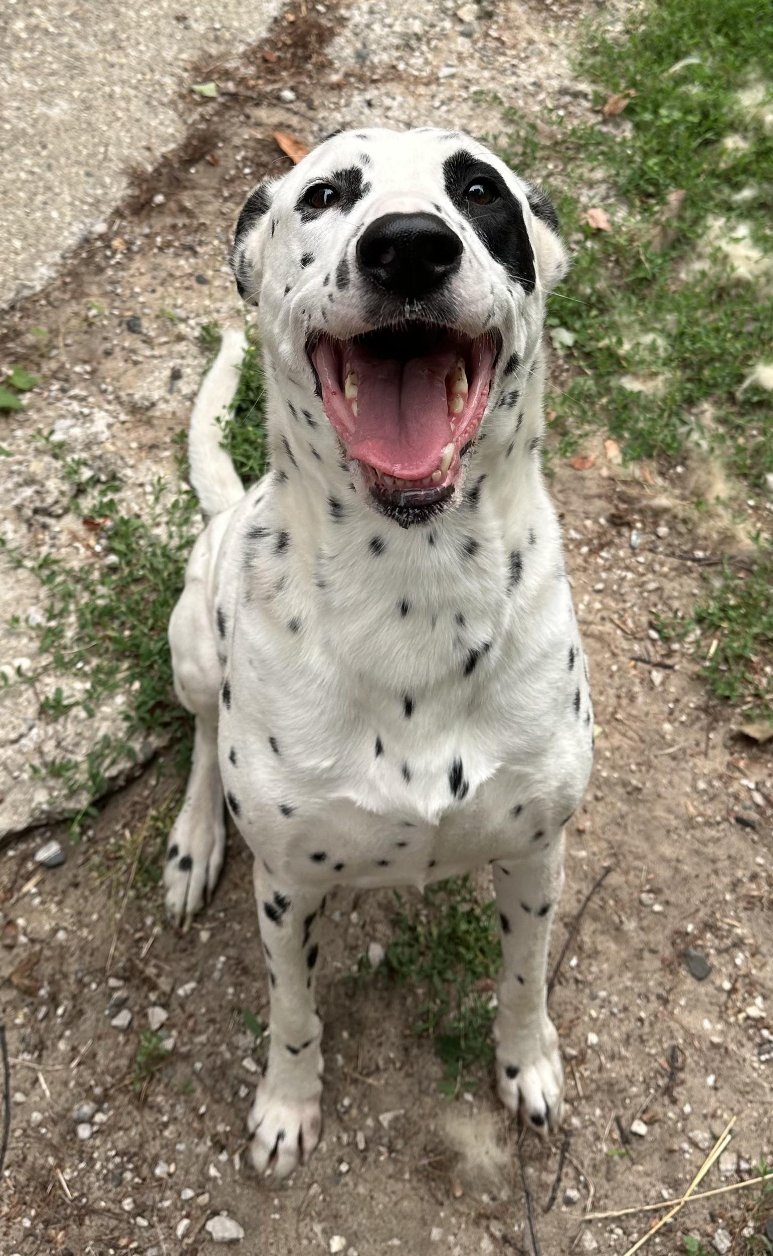 Enlarge Abraxsas, a ADOPTABLE mixed breed in Kalkaska, MI image 2/3