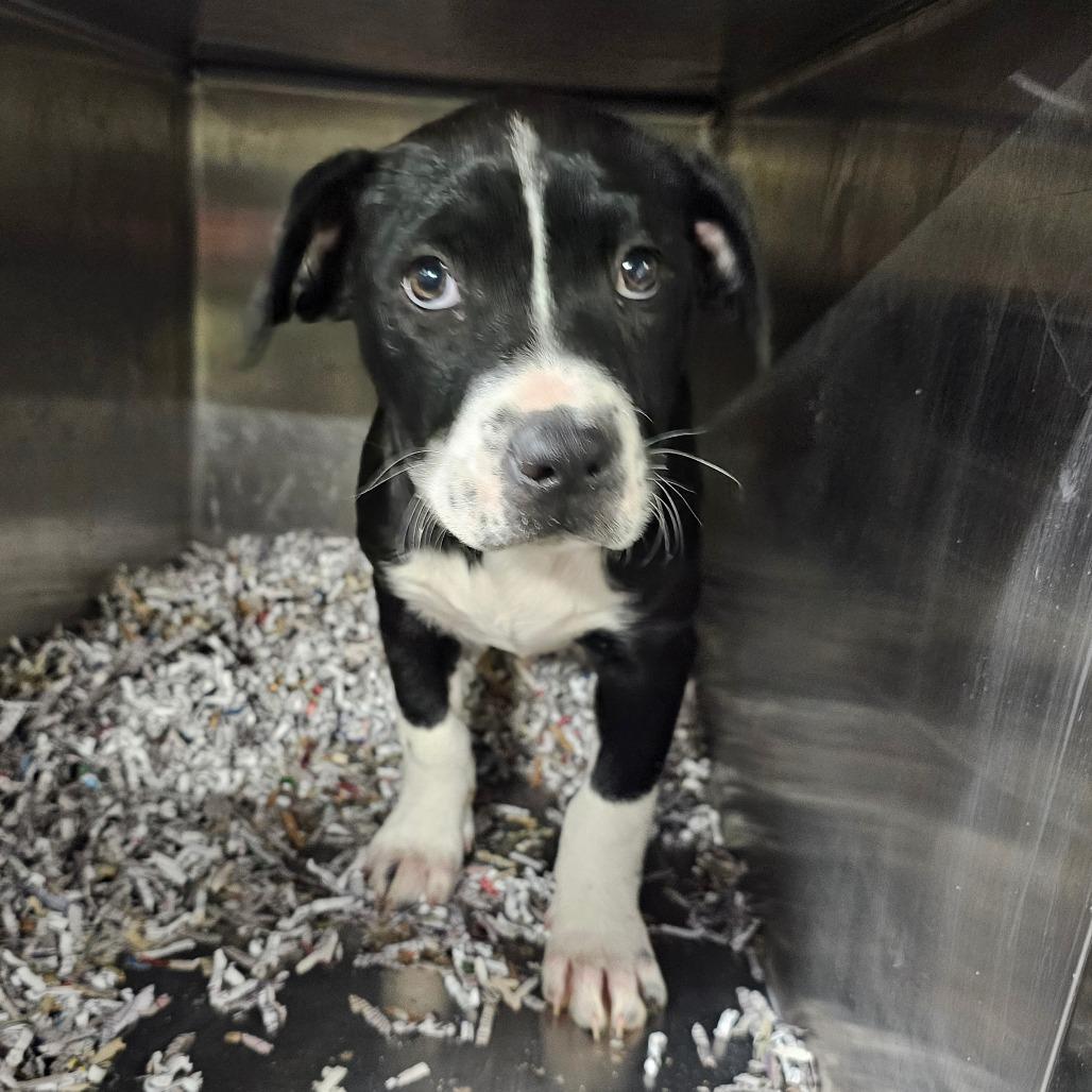 Eggplant, Adoptable, Puppy Female Mixed Breed.