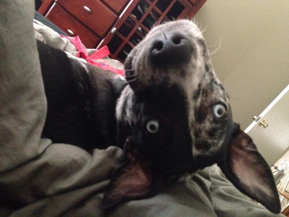 Sienna, a Adoptable mixed breed in Naperville, IL image 4/6