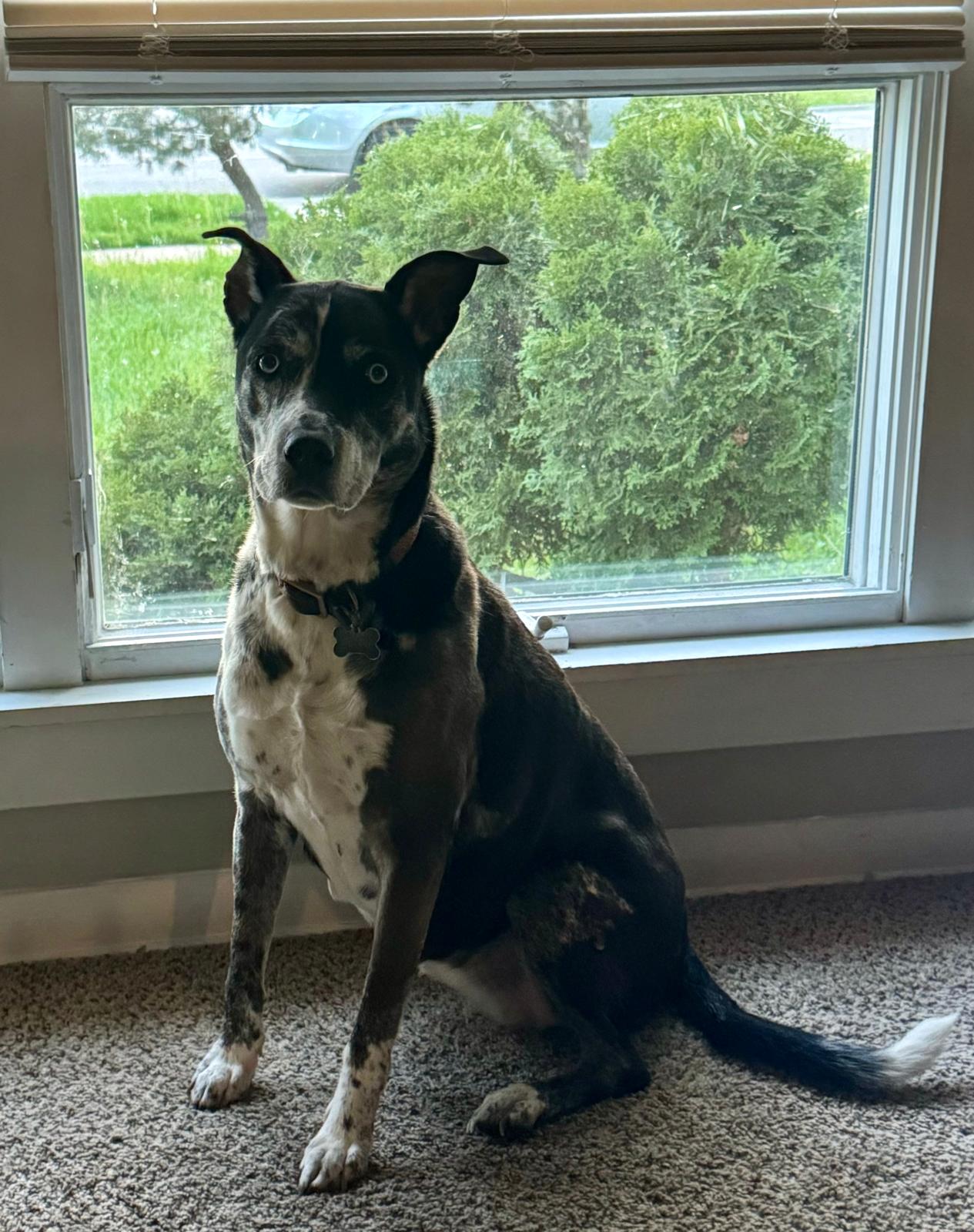 Sienna, a Adoptable mixed breed in Naperville, IL image 5/6