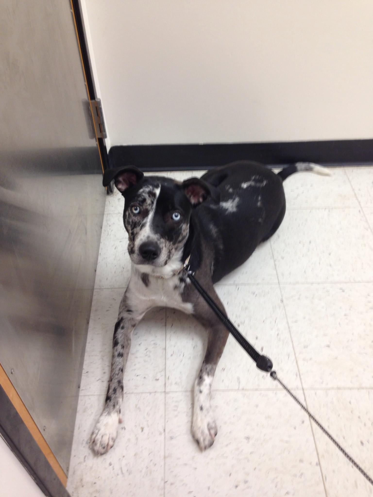 Sienna, a Adoptable mixed breed in Naperville, IL image 6/6