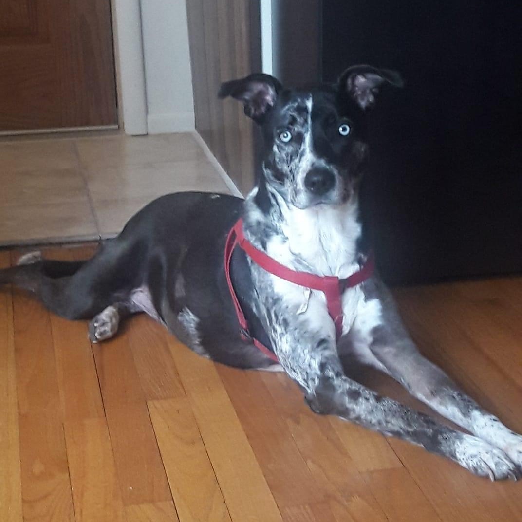 Sienna, a Adoptable mixed breed in Naperville, IL image 2/6