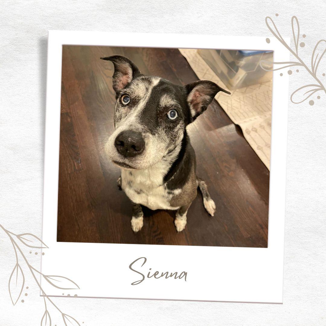 Sienna, Adoptable, Senior Female Catahoula Leopard Dog & Husky.