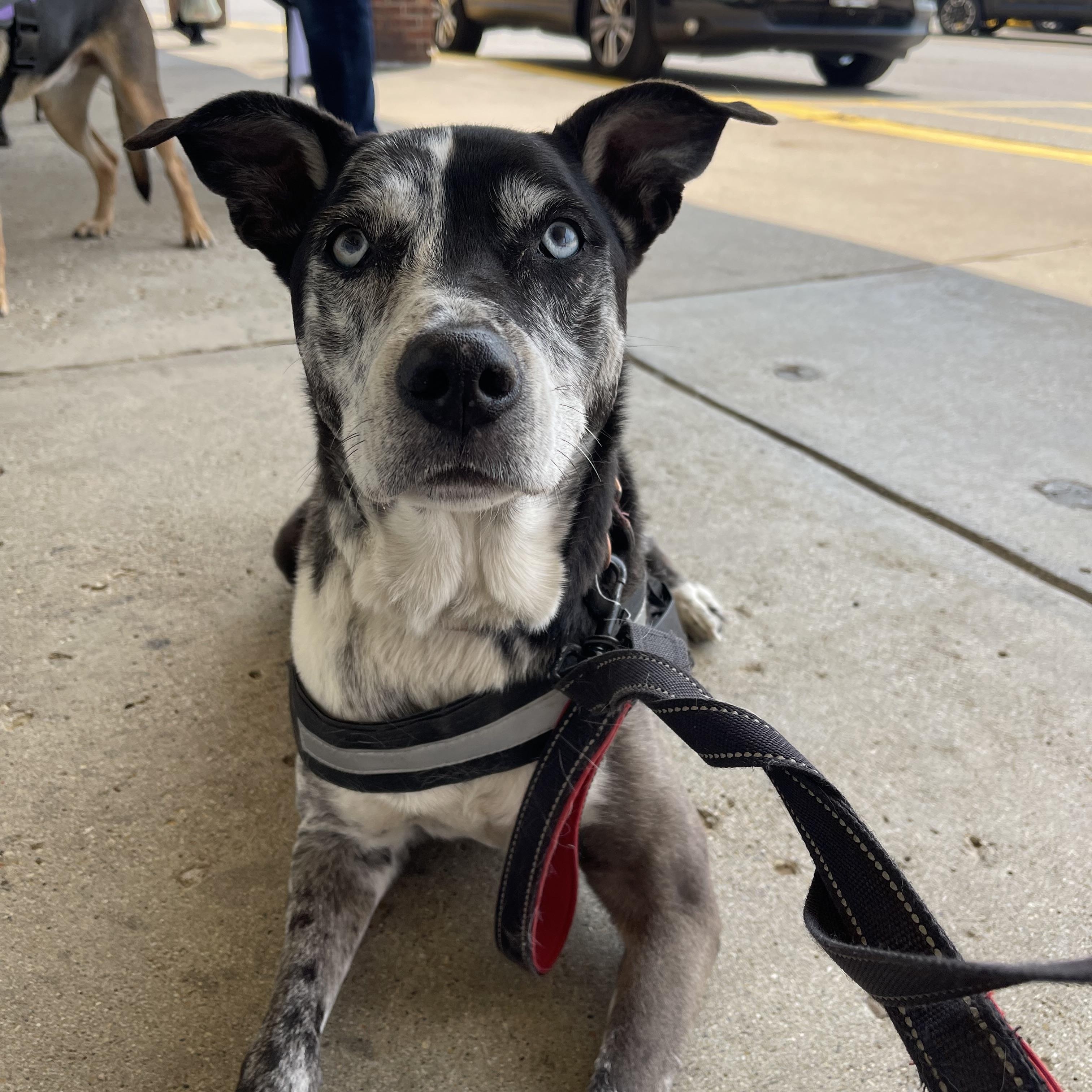 Sienna, a Adoptable mixed breed in Naperville, IL image 3/6