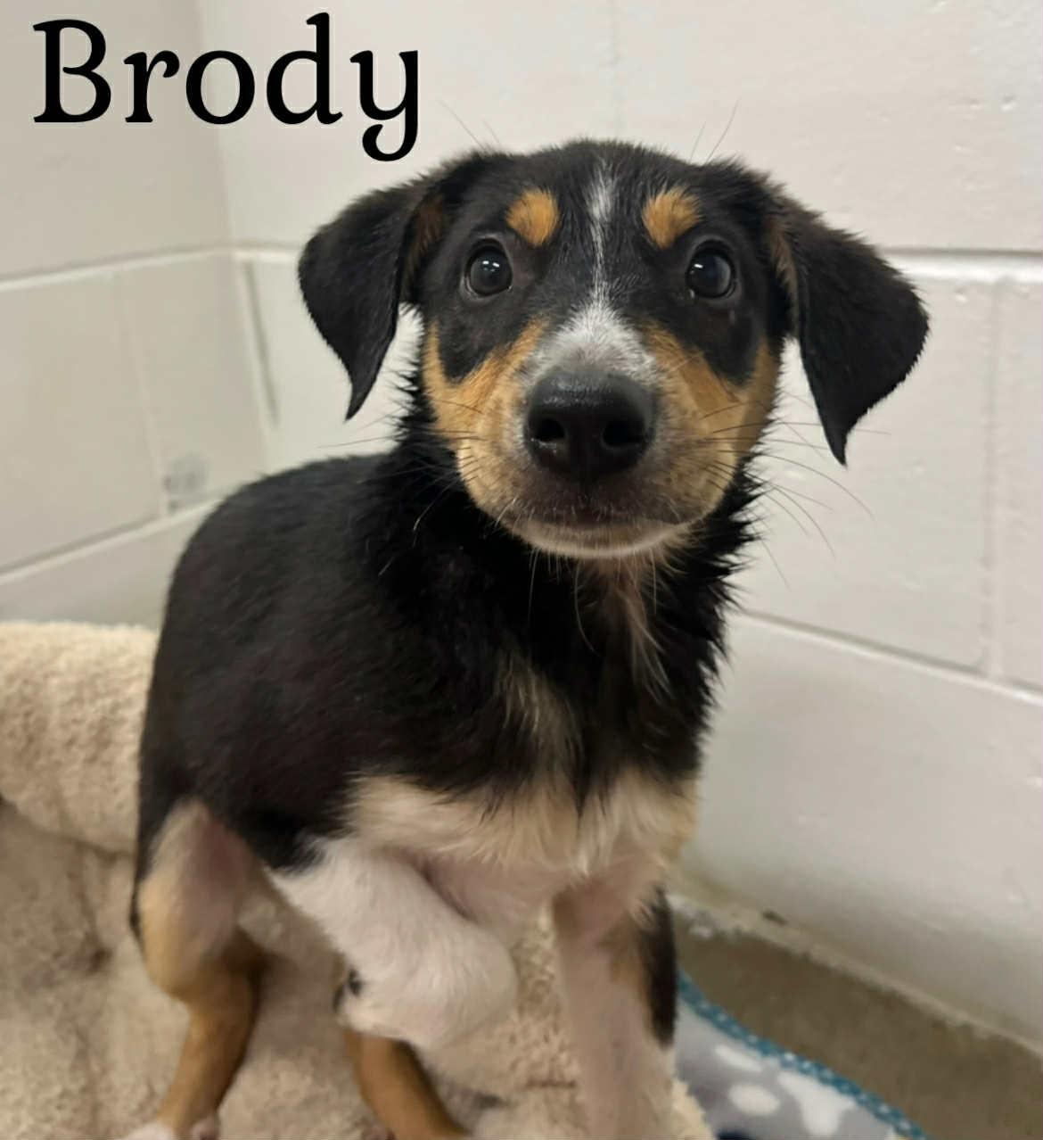 Brody
