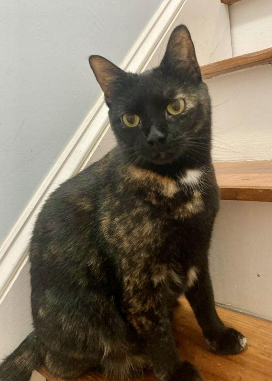 Enlarge Ginger, a Adoptable mixed breed in Spring City, PA image 2/3