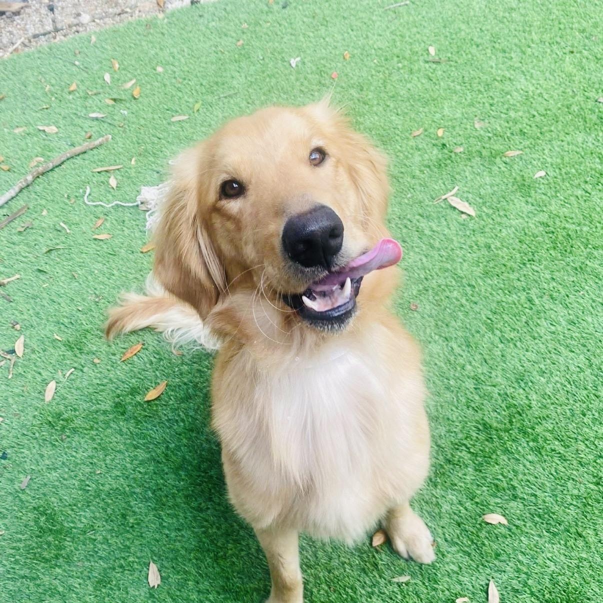 Enlarge Chance, an adopted Golden Retriever in Austin, TX image 1/6