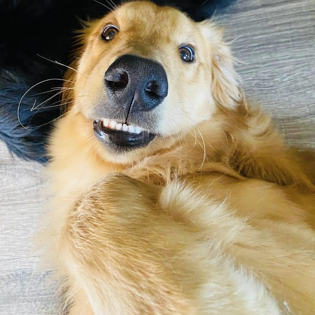 Enlarge Chance, an adopted Golden Retriever in Austin, TX image 5/6