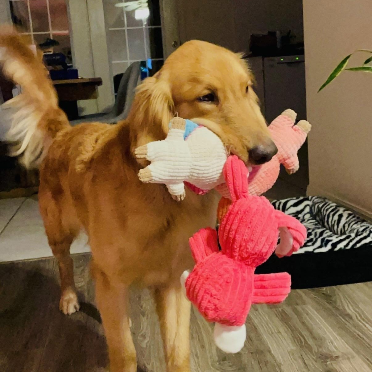Enlarge Chance, an adopted Golden Retriever in Austin, TX image 6/6