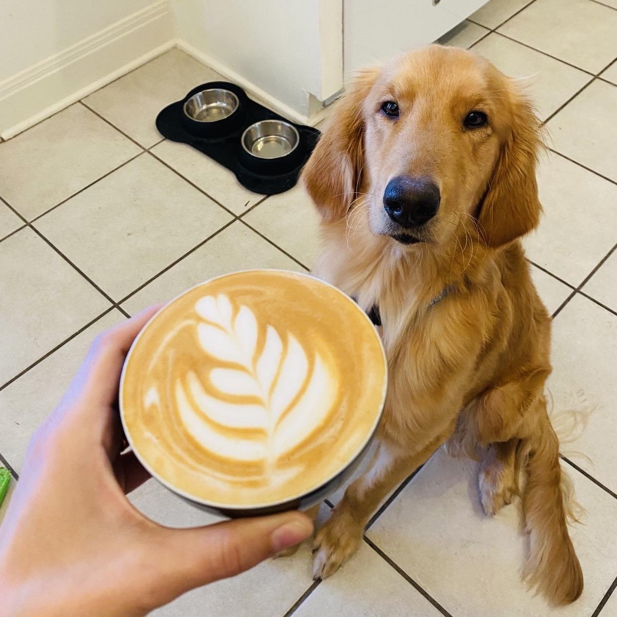 Enlarge Chance, an adopted Golden Retriever in Austin, TX image 3/6
