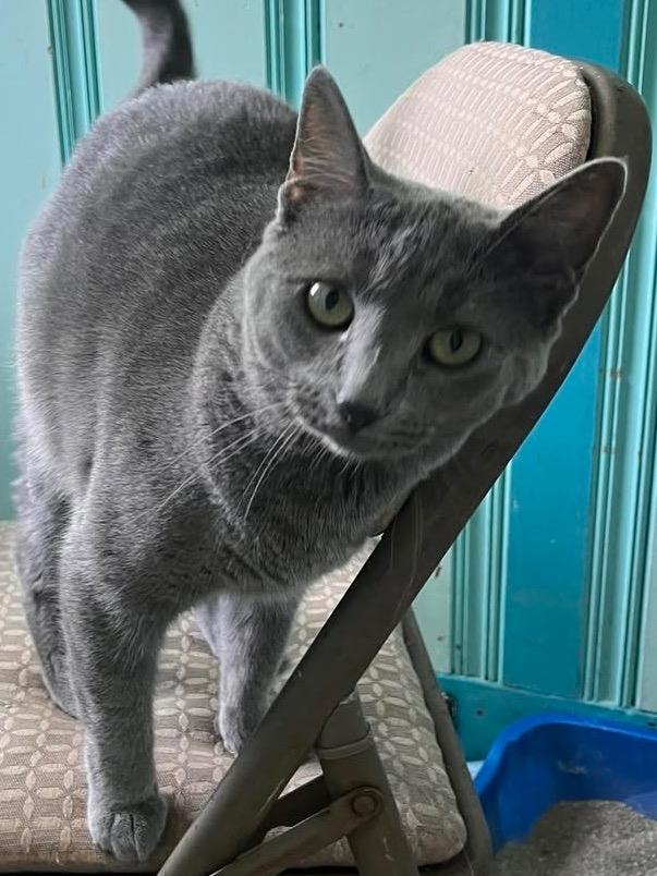 Enlarge Whisper, a Adoptable mixed breed in Libertyville, IL image 1/6