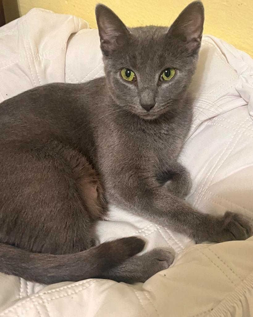 Enlarge Whisper, a Adoptable mixed breed in Libertyville, IL image 2/6