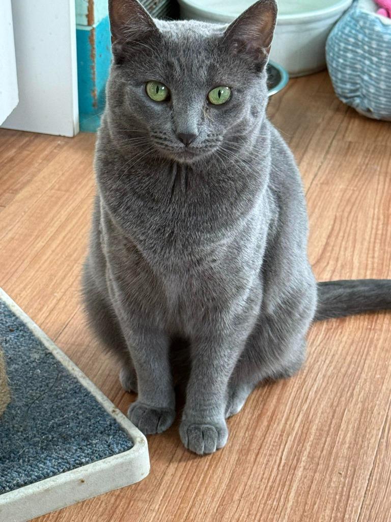 Whisper, a Adoptable mixed breed in Libertyville, IL image 1/6