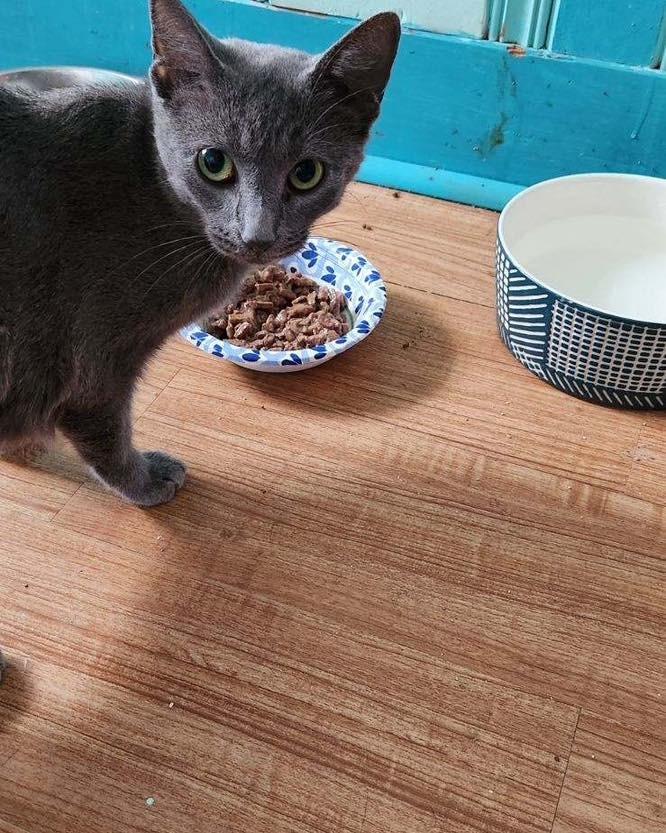 Whisper, a Adoptable mixed breed in Libertyville, IL image 3/6