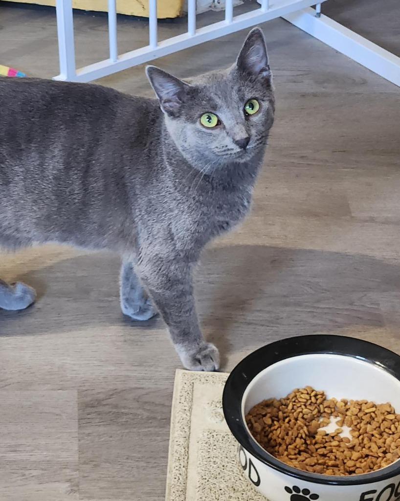 Enlarge Whisper, a Adoptable mixed breed in Libertyville, IL image 5/6