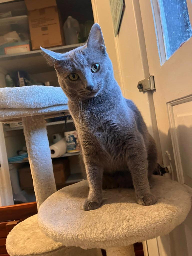 Whisper, a Adoptable mixed breed in Libertyville, IL image 5/6