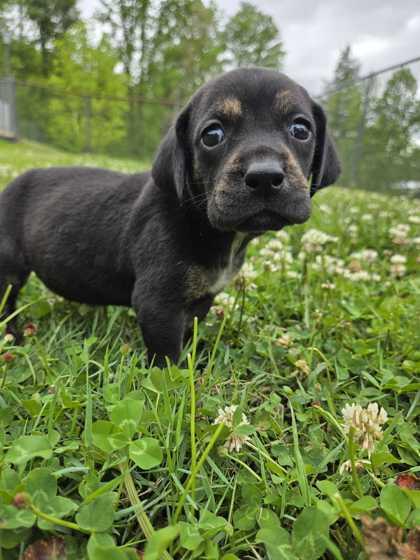 Enlarge Darlene, a Adoptable mixed breed in Spruce Pine, NC image 1/2