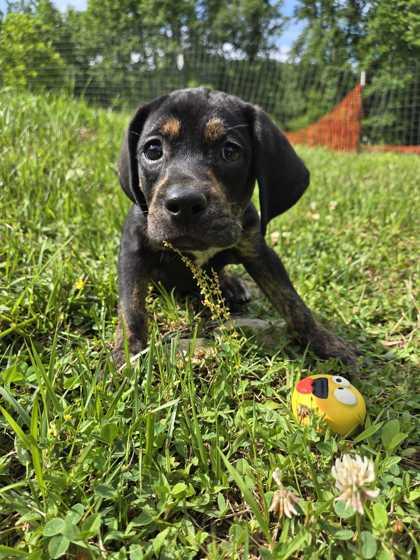 Enlarge Darlene, a Adoptable mixed breed in Spruce Pine, NC image 2/2