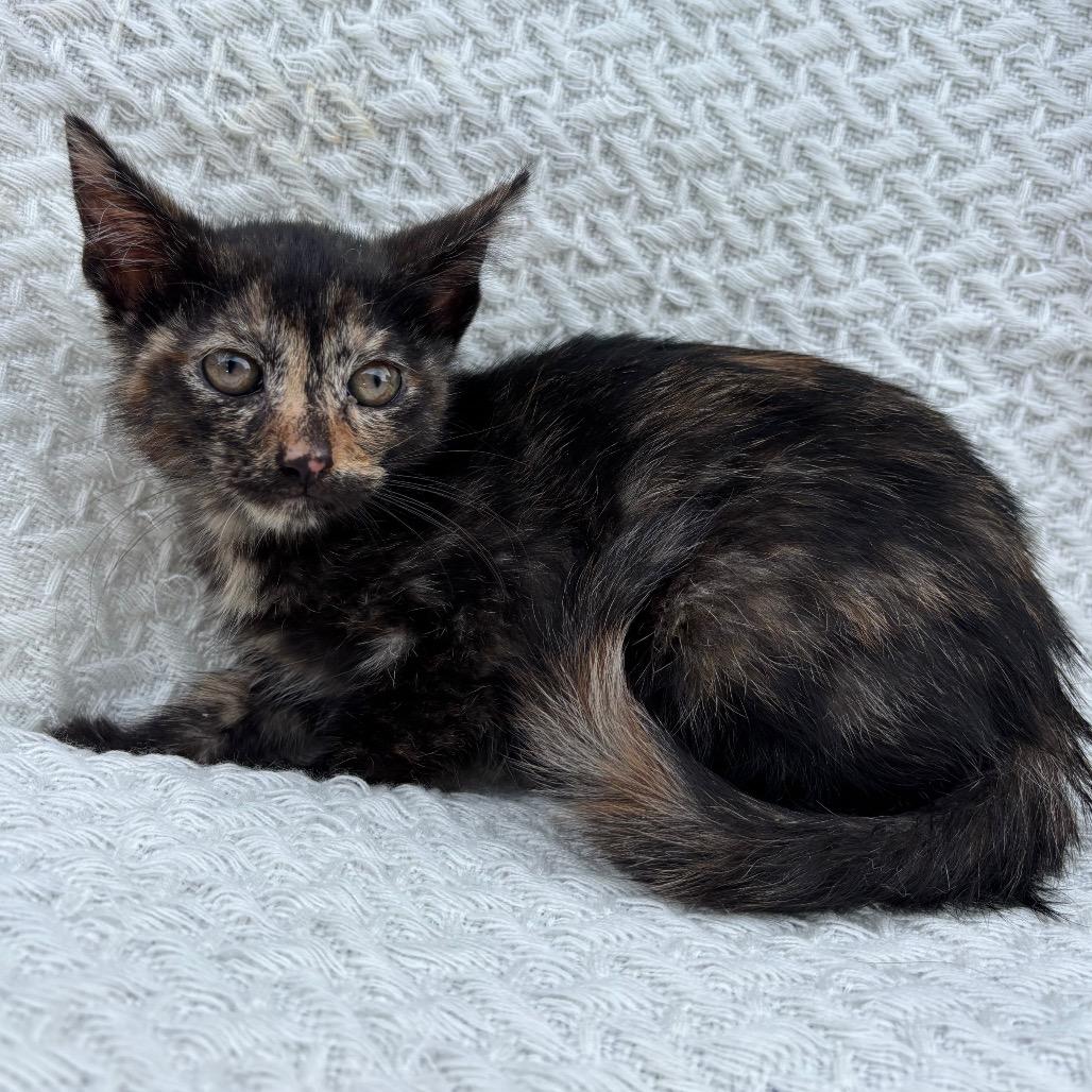 Love, Adoptable, Kitten Male Domestic Short Hair.