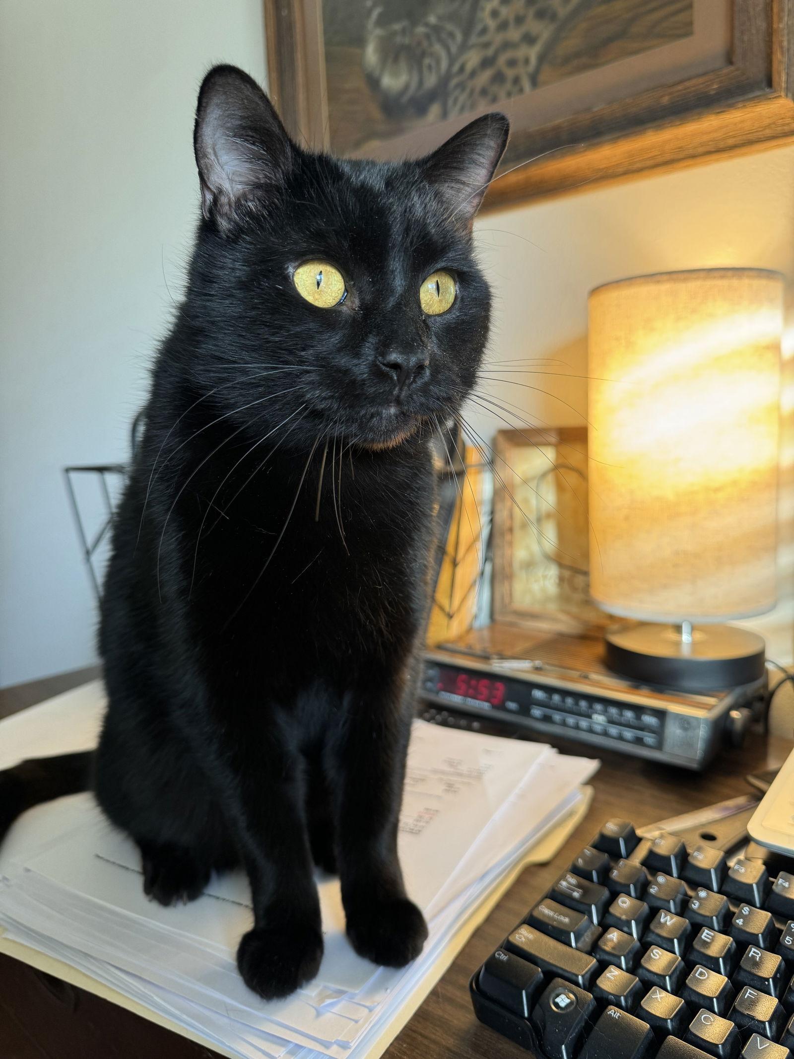 Draco, Adoptable, Adult Male Domestic Short Hair.