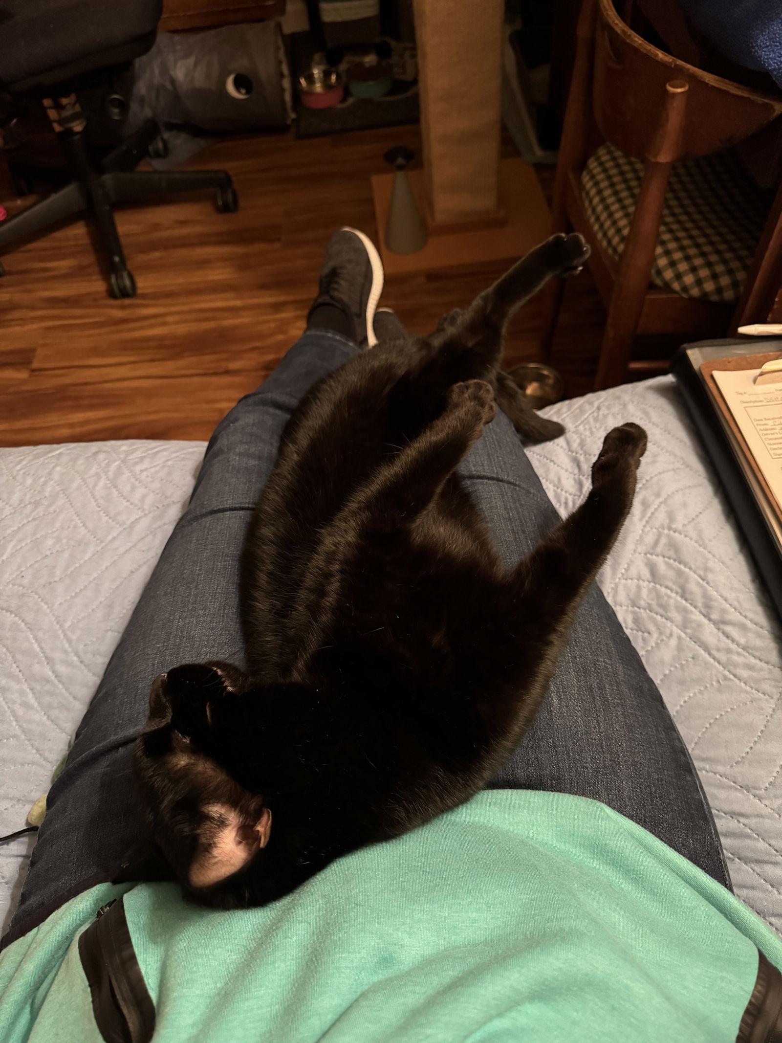 Enlarge Draco, a Adoptable Domestic Short Hair in O'Fallon, MO image 2/3